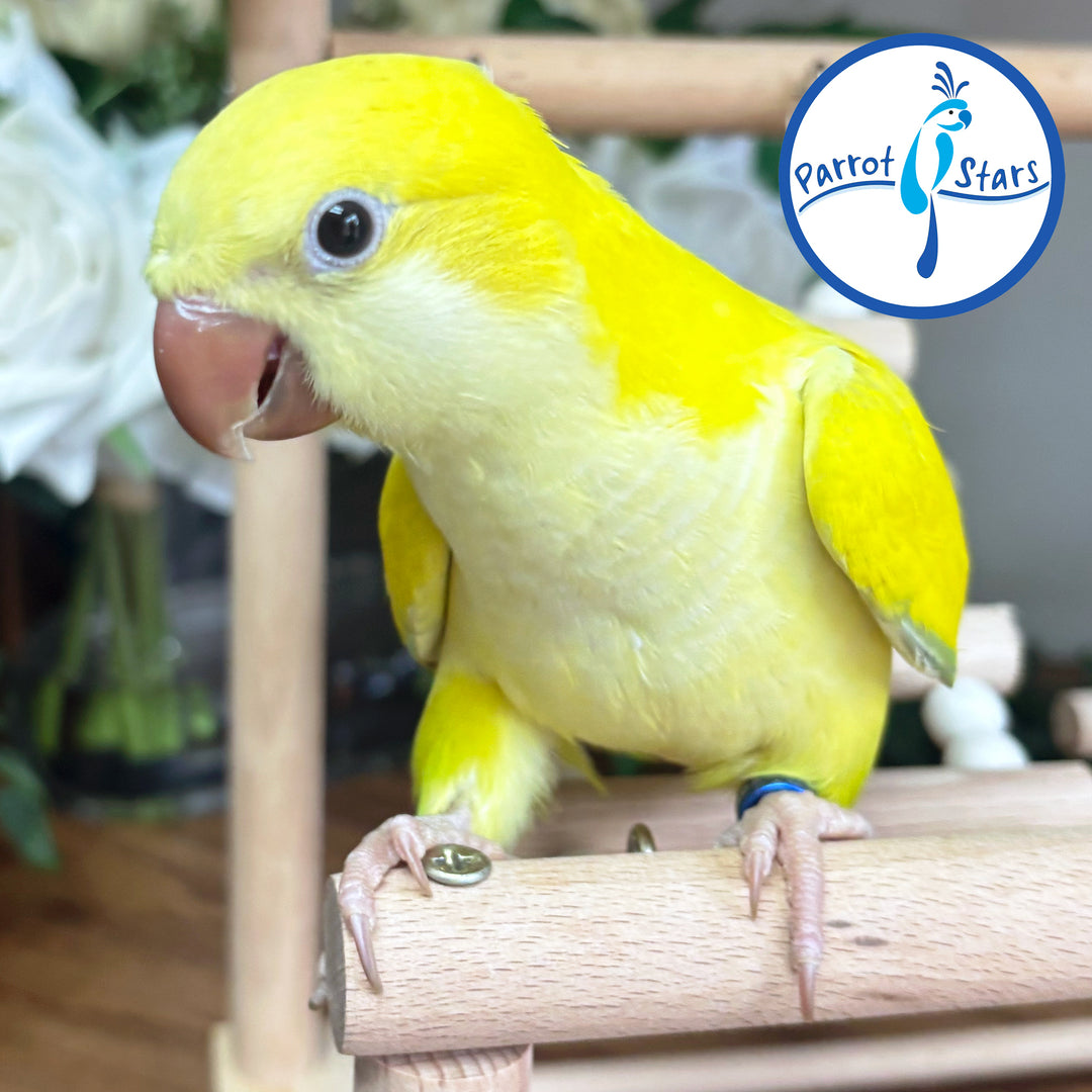 Quaker Parrot - Lutino - Female #PS5568