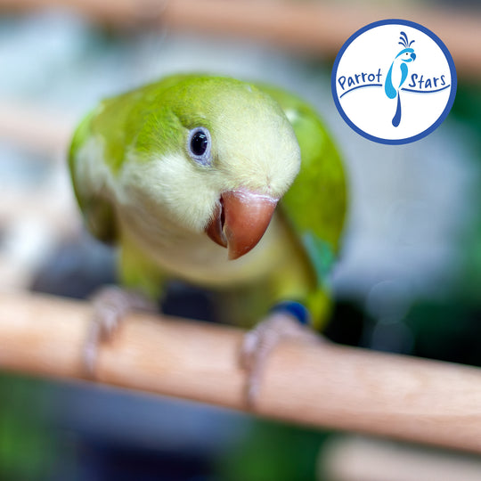 Quaker Parrot - Green Pallid - Female #PS5569
