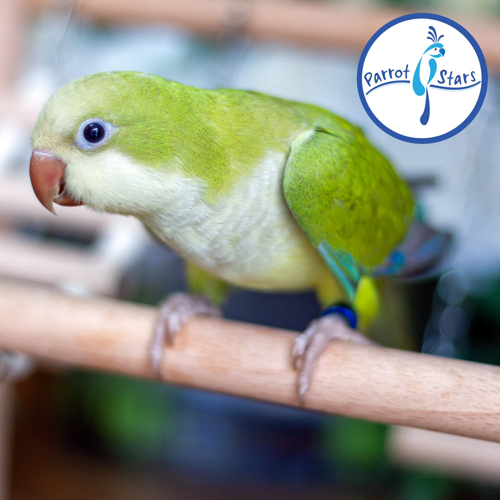 Quaker Parrot - Green Pallid - Female #PS5569
