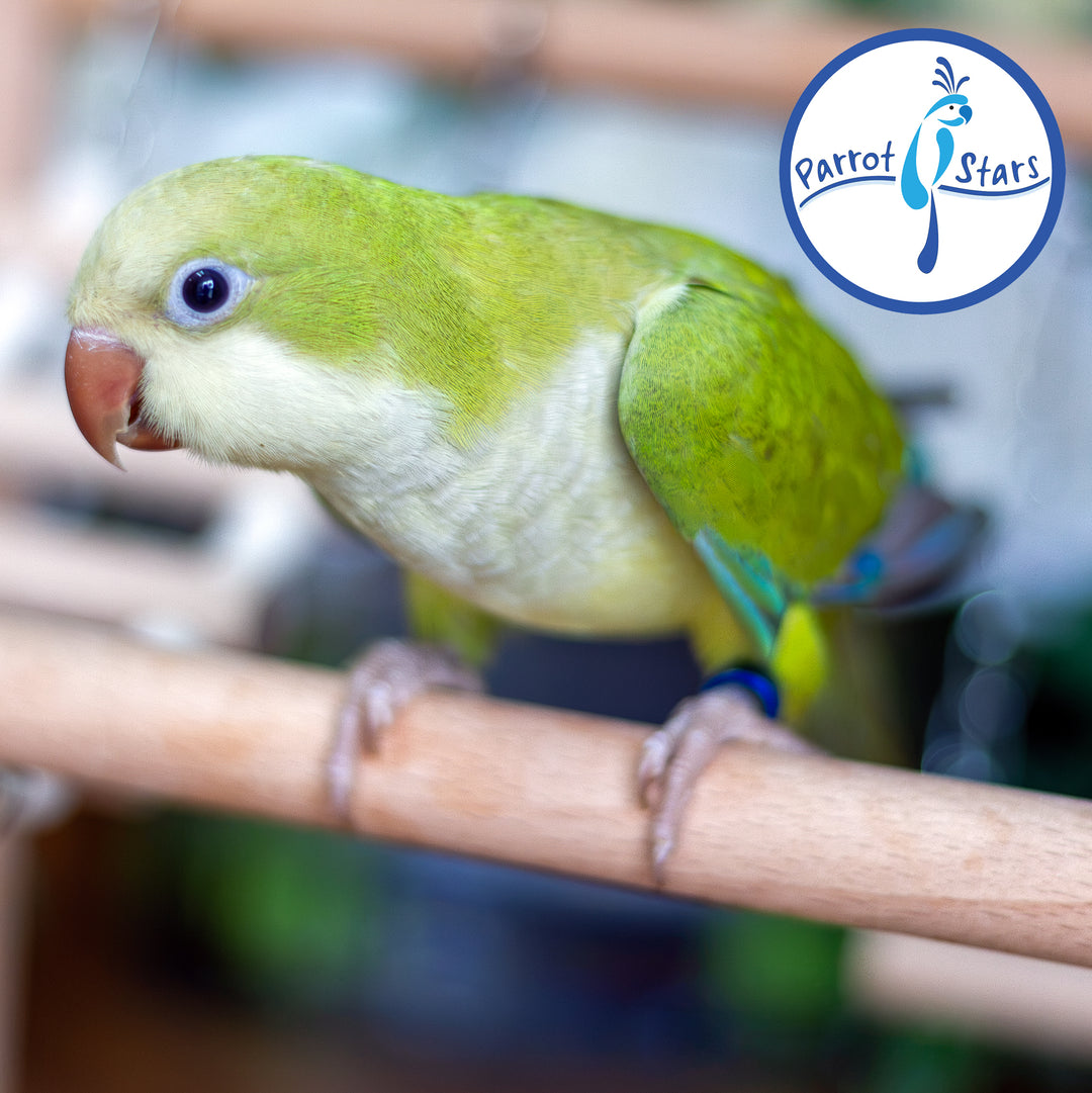 Quaker Parrot - Green Pallid - Female #PS5569