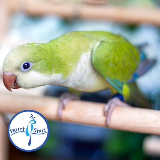 Quaker Parrot - Green Pallid - Female #PS5569