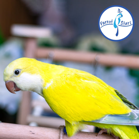 Quaker Parrot - Yellow Opaline Pallid - Female #PS5580