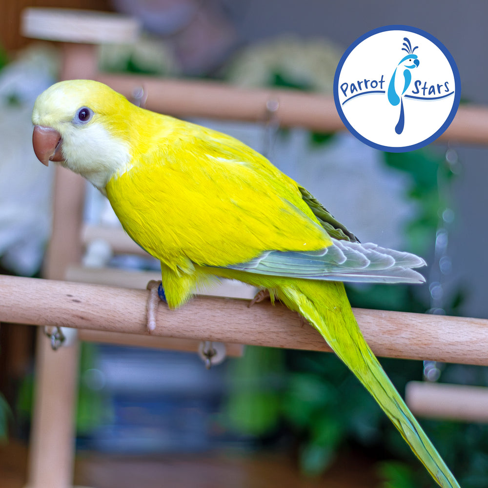Quaker Parrot - Yellow Opaline Pallid - Female #PS5580
