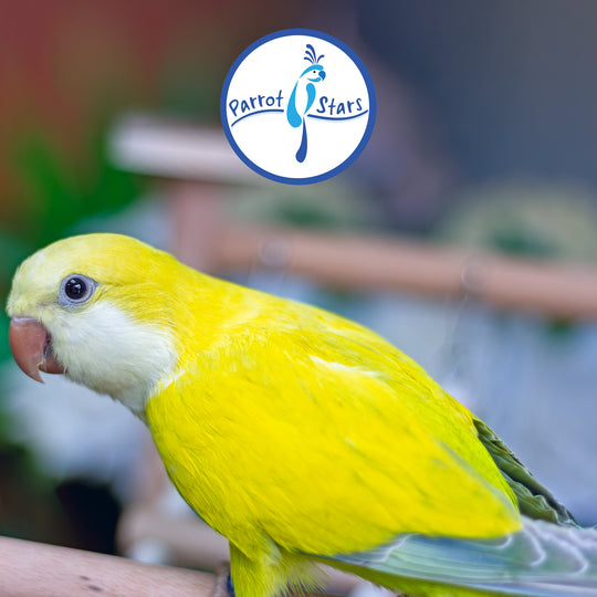 Quaker Parrot - Yellow Opaline Pallid - Female #PS5580