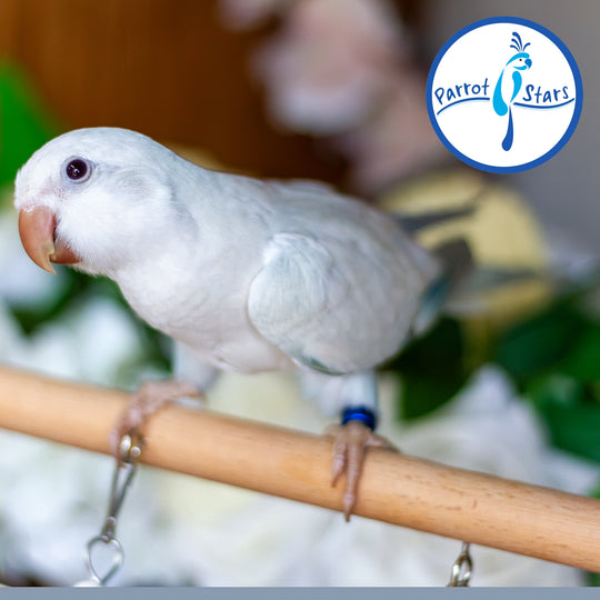 Quaker Parrot - Blue Opaline Pallid - Male #PS5581