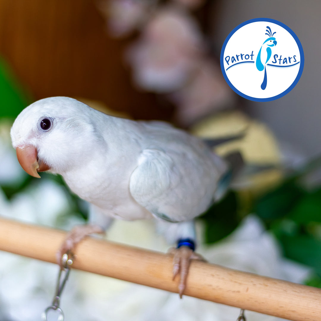 Quaker Parrot - Blue Opaline Pallid - Male #PS5581