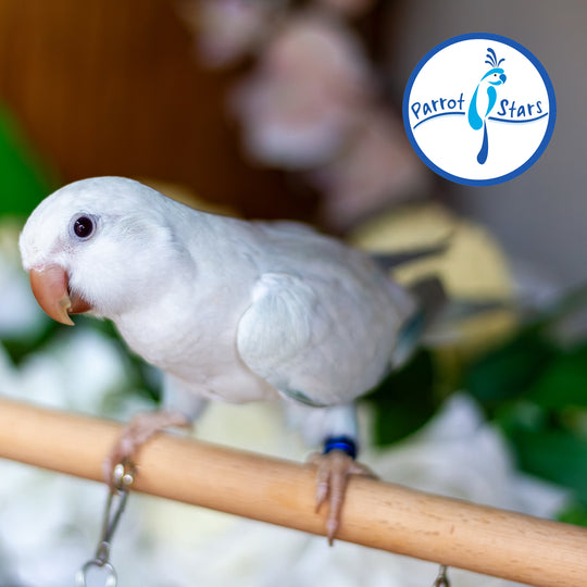 Quaker Parrot - Blue Opaline Pallid - Male #PS5581