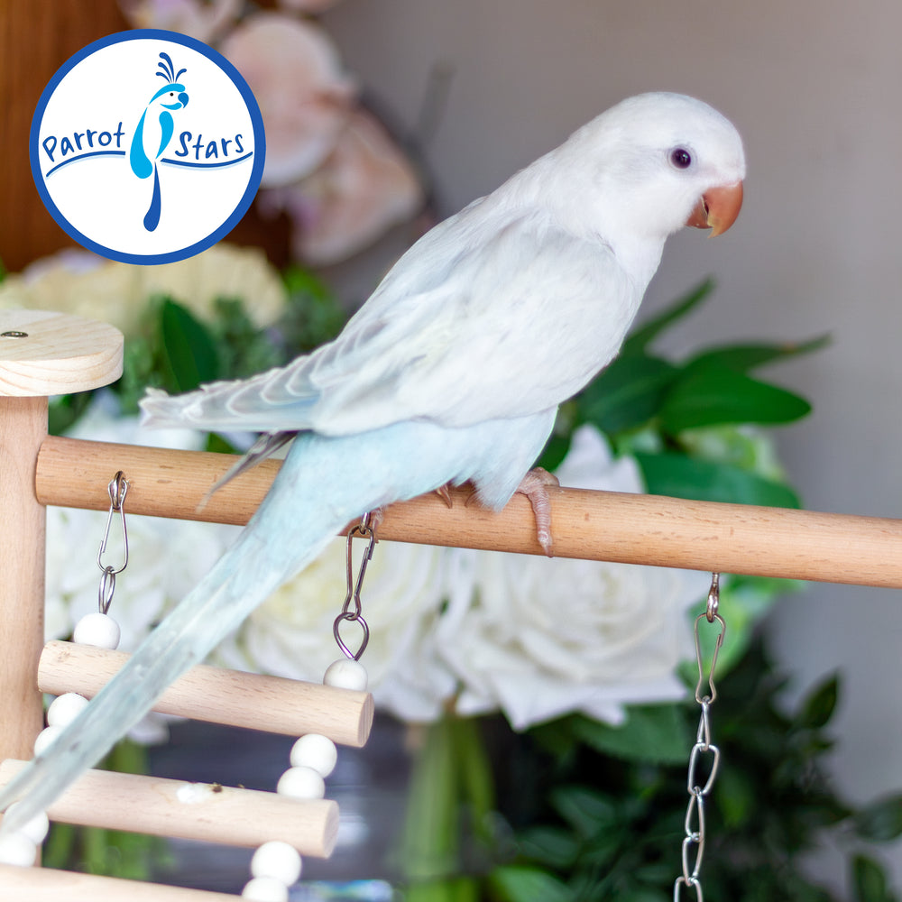 Quaker Parrot - Blue Opaline Pallid - Male #PS5581