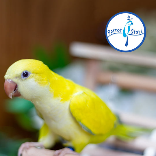 Quaker Parrot - Yellow Opaline Pallid - Male #PS5582