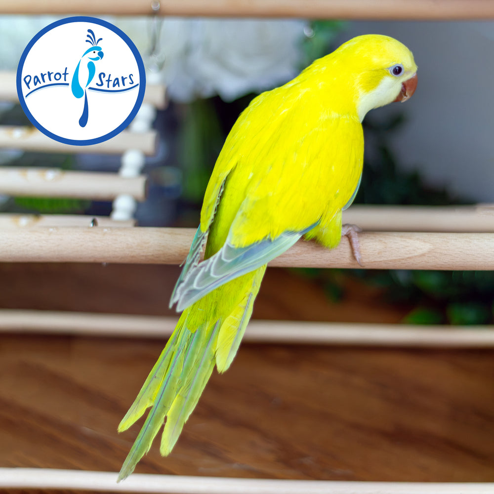 Quaker Parrot - Yellow Opaline Pallid - Male #PS5582
