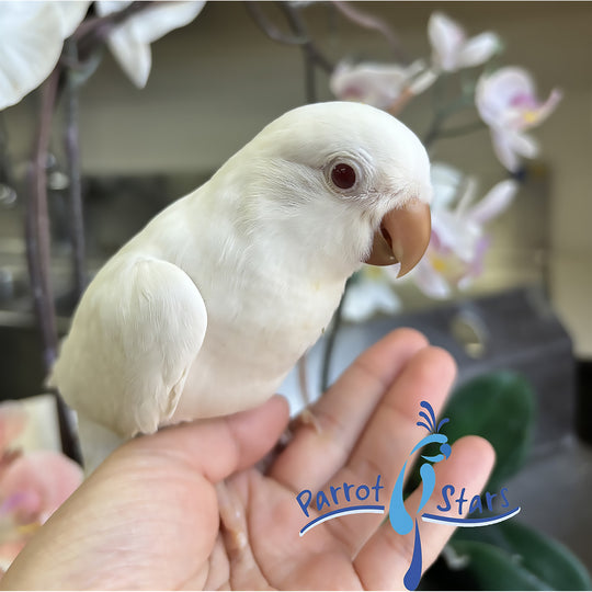Quaker - Albino- Female #PS6016