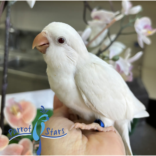 Quaker - Albino - Female #PS6037