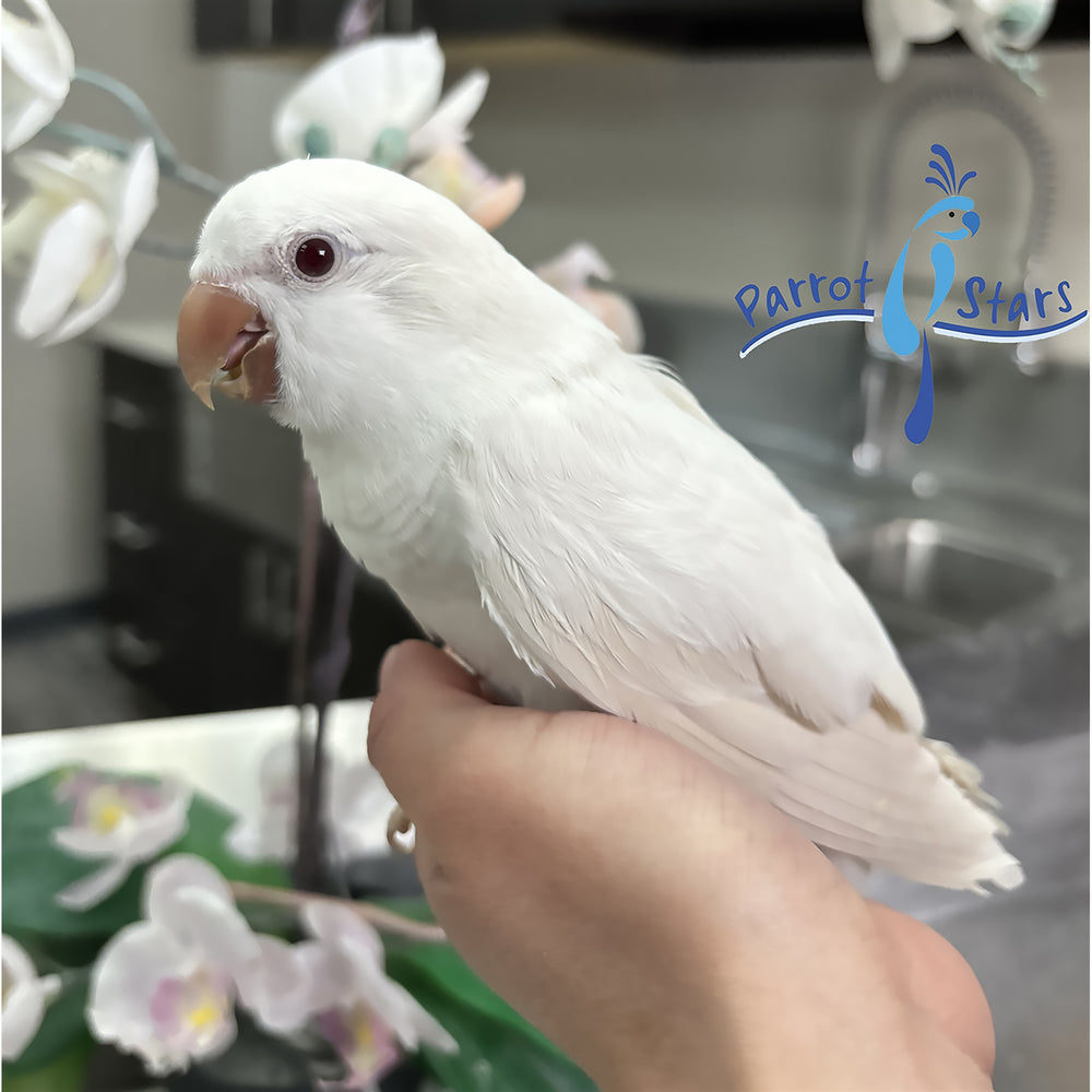 Quaker - Albino - Male #PS6343