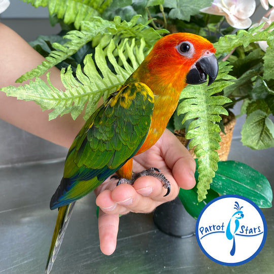 Sun Conure - Male #PS6448
