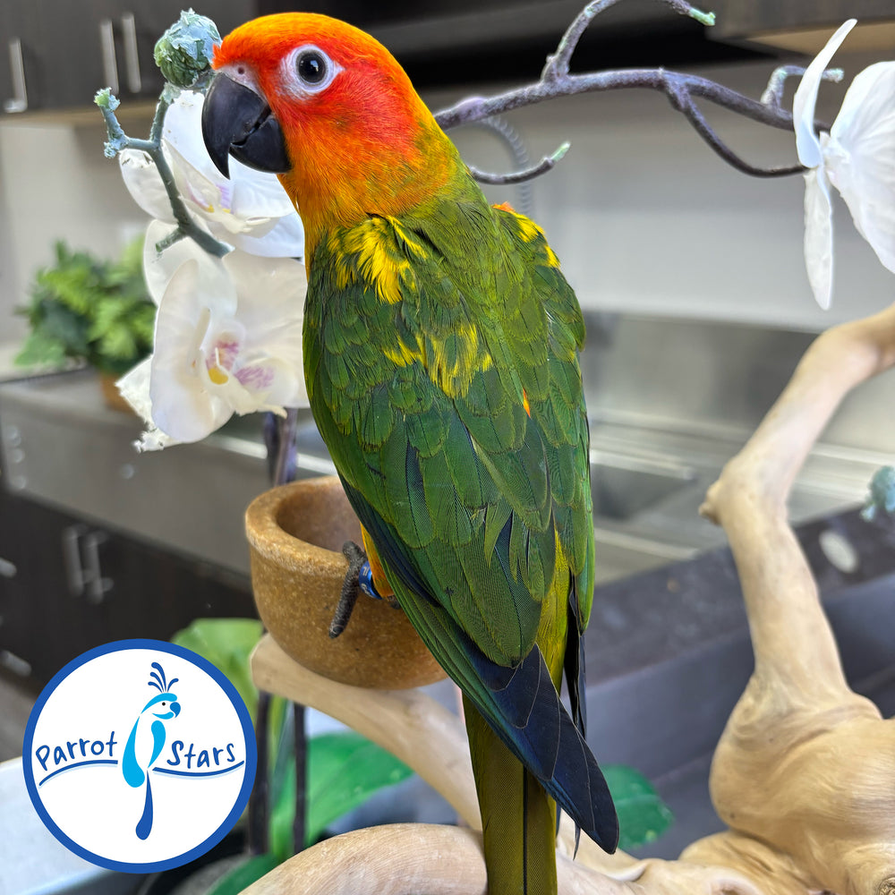 Sun Conure - Male #PS6448