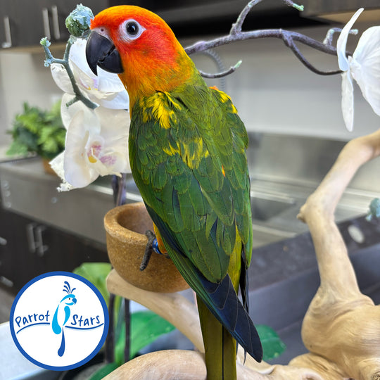 Sun Conure - Male #PS6448