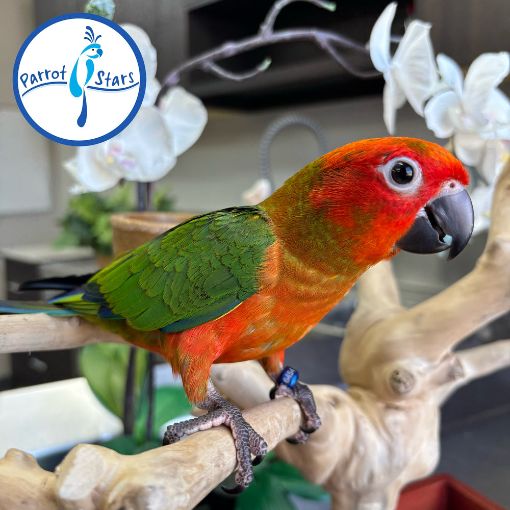 Sun Conure - Red Factor - Male #PS6454