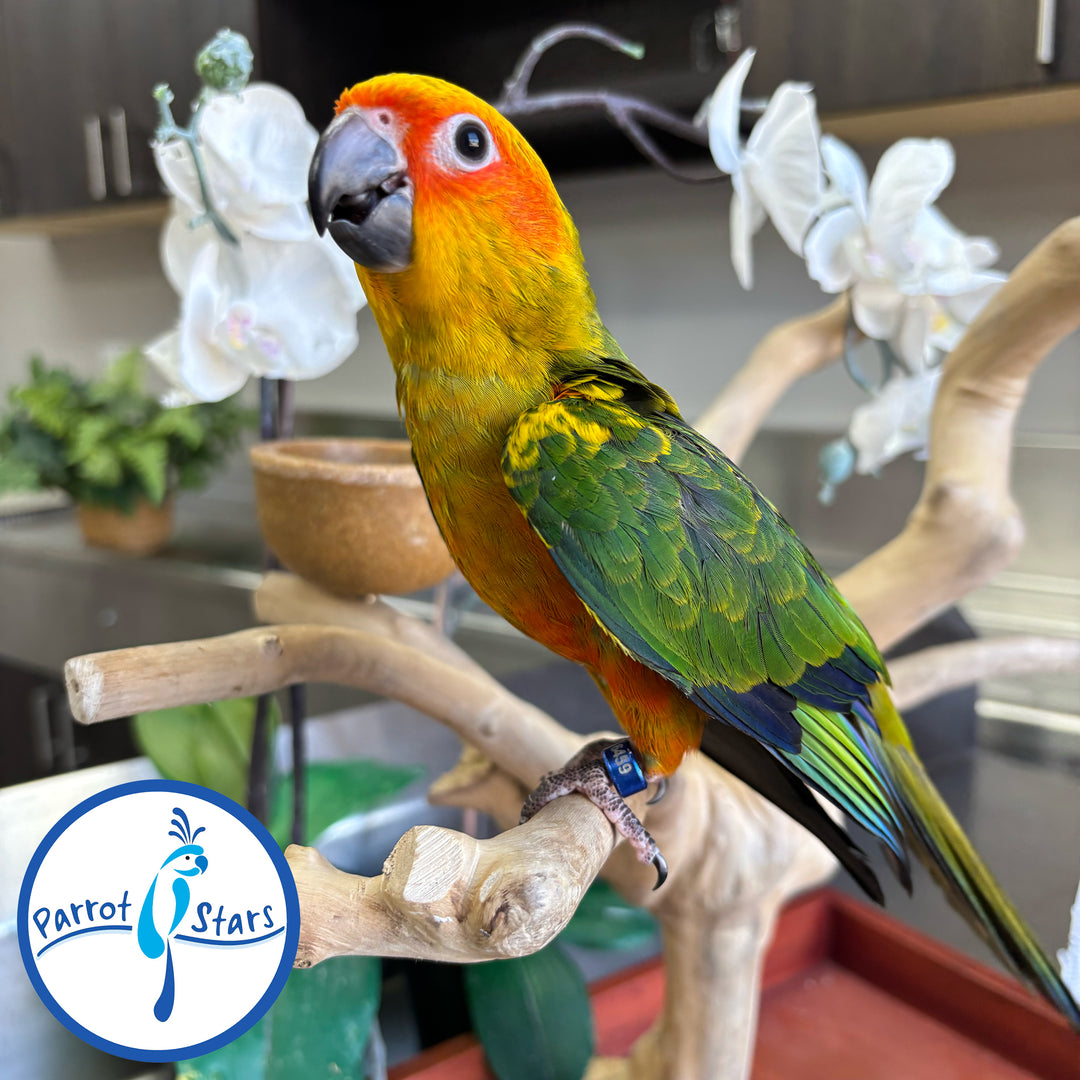 Sun Conure - Female #PS6459