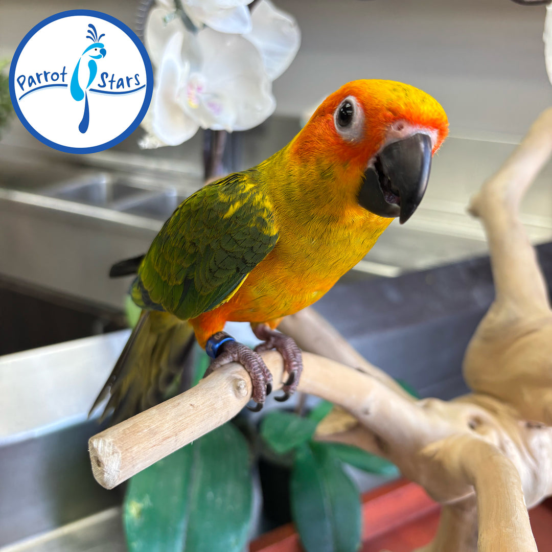 Sun Conure - Female #PS6464
