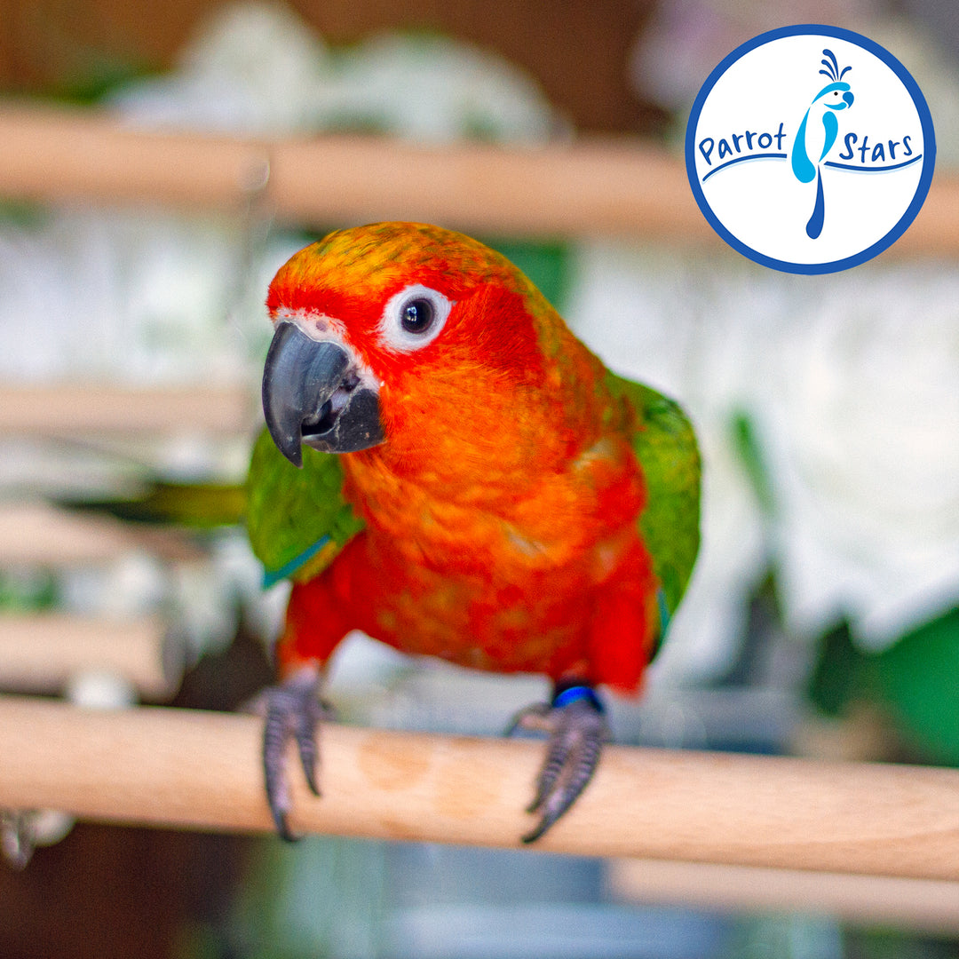 Jenday Conure - Red Factor - Male #PS6485