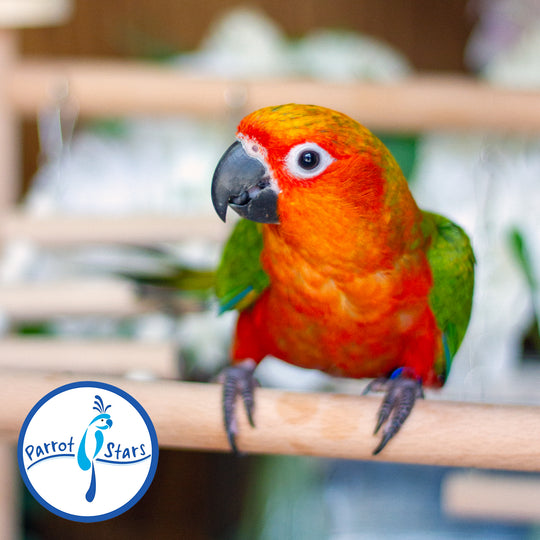 Jenday Conure - Red Factor - Male #PS6485
