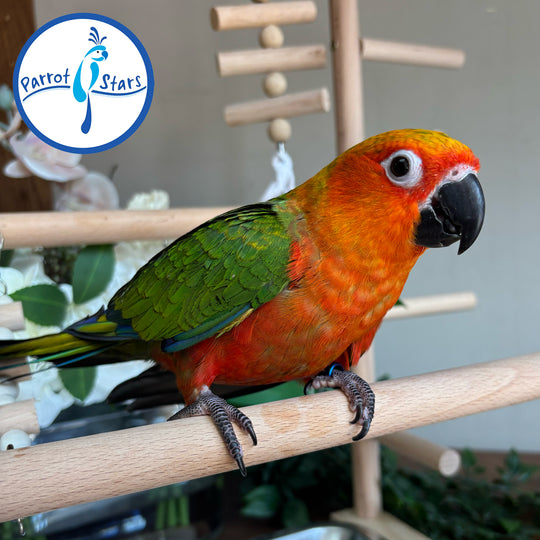 Jenday Conure - Red Factor - Male #PS6485