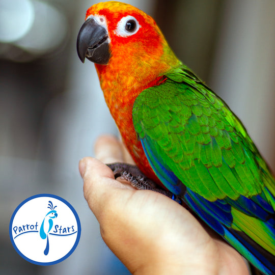 Jenday Conure - Red Factor - Male #PS6486