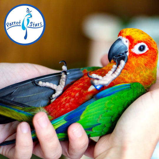 Jenday Conure - Red Factor - Male #PS6486