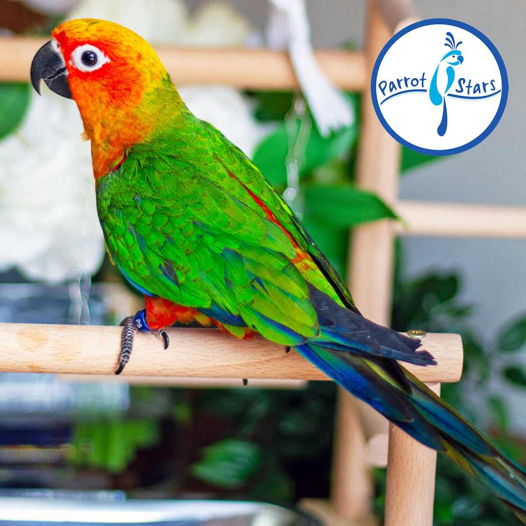 Jenday Conure - Red Factor - Male #PS6486