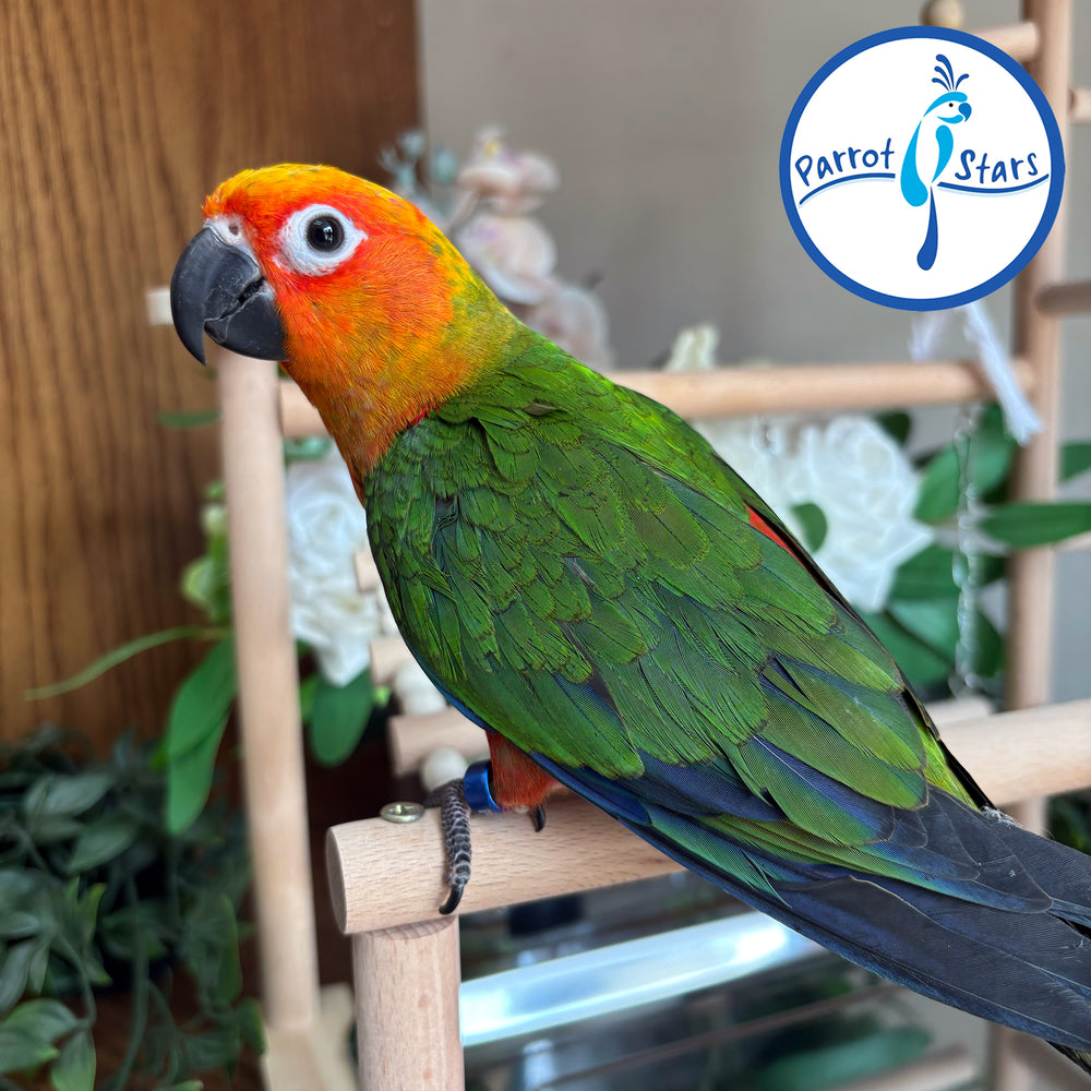 Jenday Conure - Red Factor - Male #PS6486