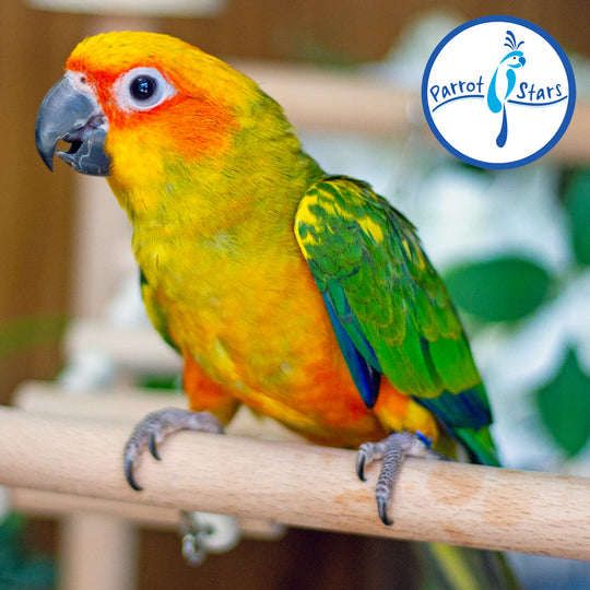 Sun Conure - Male #PS6488