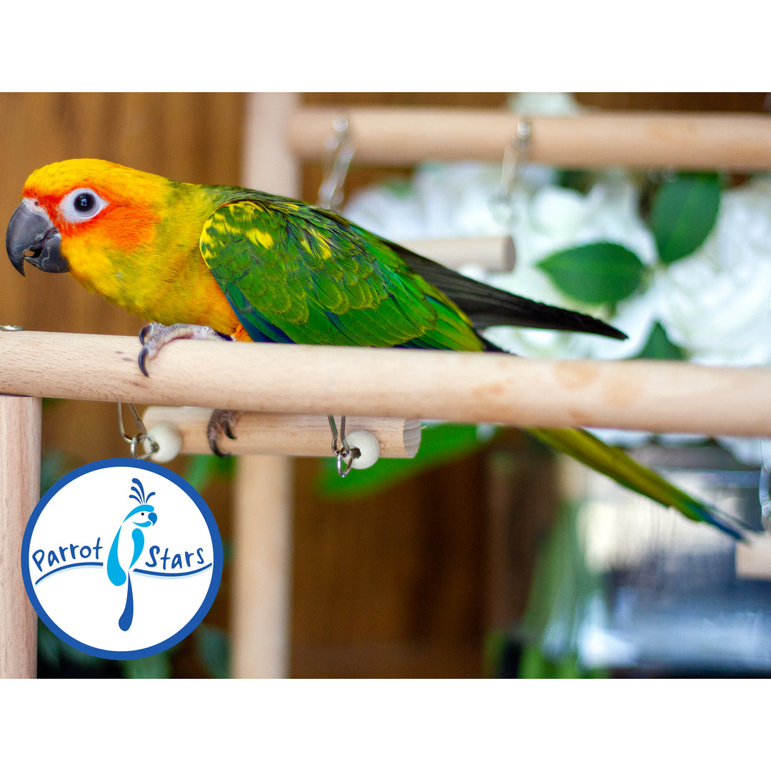 Sun Conure - Male #PS6488