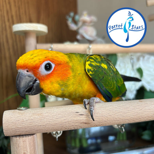 Sun Conure - Male #PS6488
