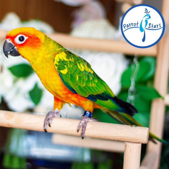 Sun Conure - Male #PS6489