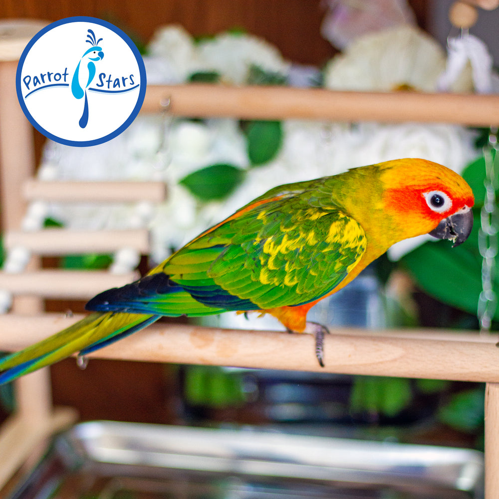 Sun Conure - Male #PS6489