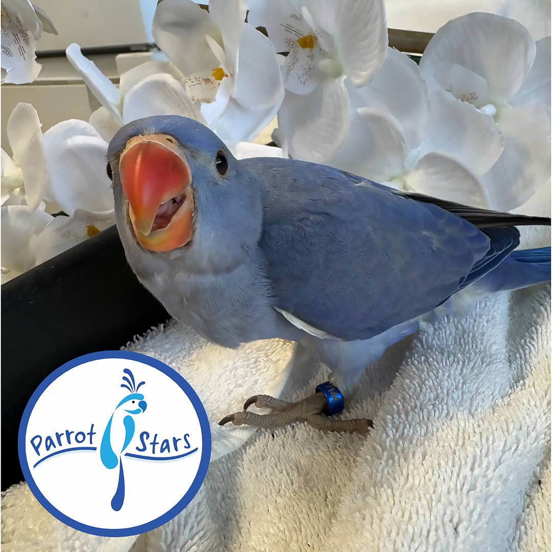 Indian Ringneck - Violet Cobalt - Female #PS7144