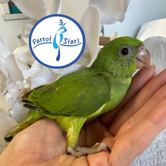 African Ringneck Parakeet - Female #PS7155