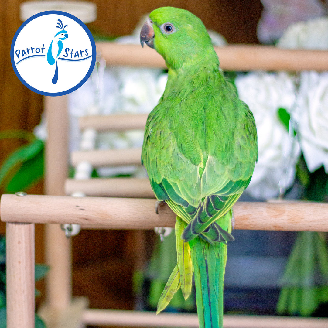 African Ringneck Parakeet - Female #PS7155
