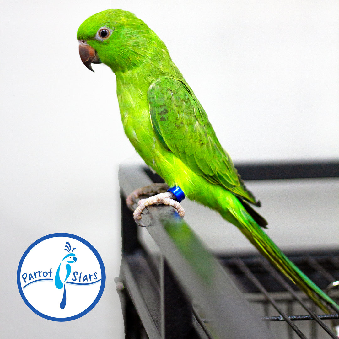 African Ringneck Parakeet - Female #PS7155