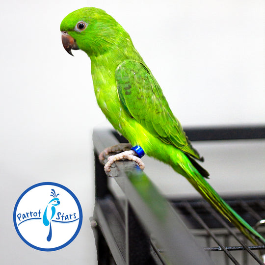 African Ringneck Parakeet - Female #PS7155