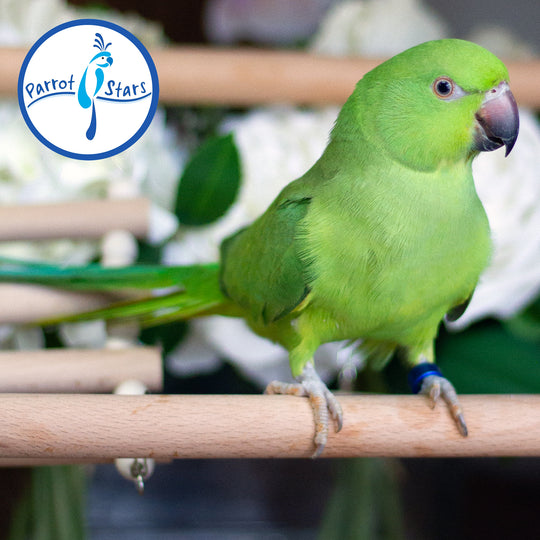 African Ringneck Parakeet - Female #PS7155