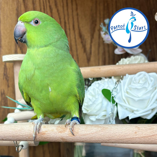African Ringneck Parakeet - Female #PS7155