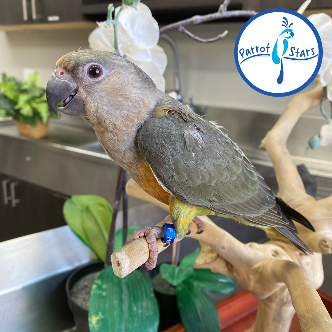 Red-Bellied Parrot - Female #PS7192