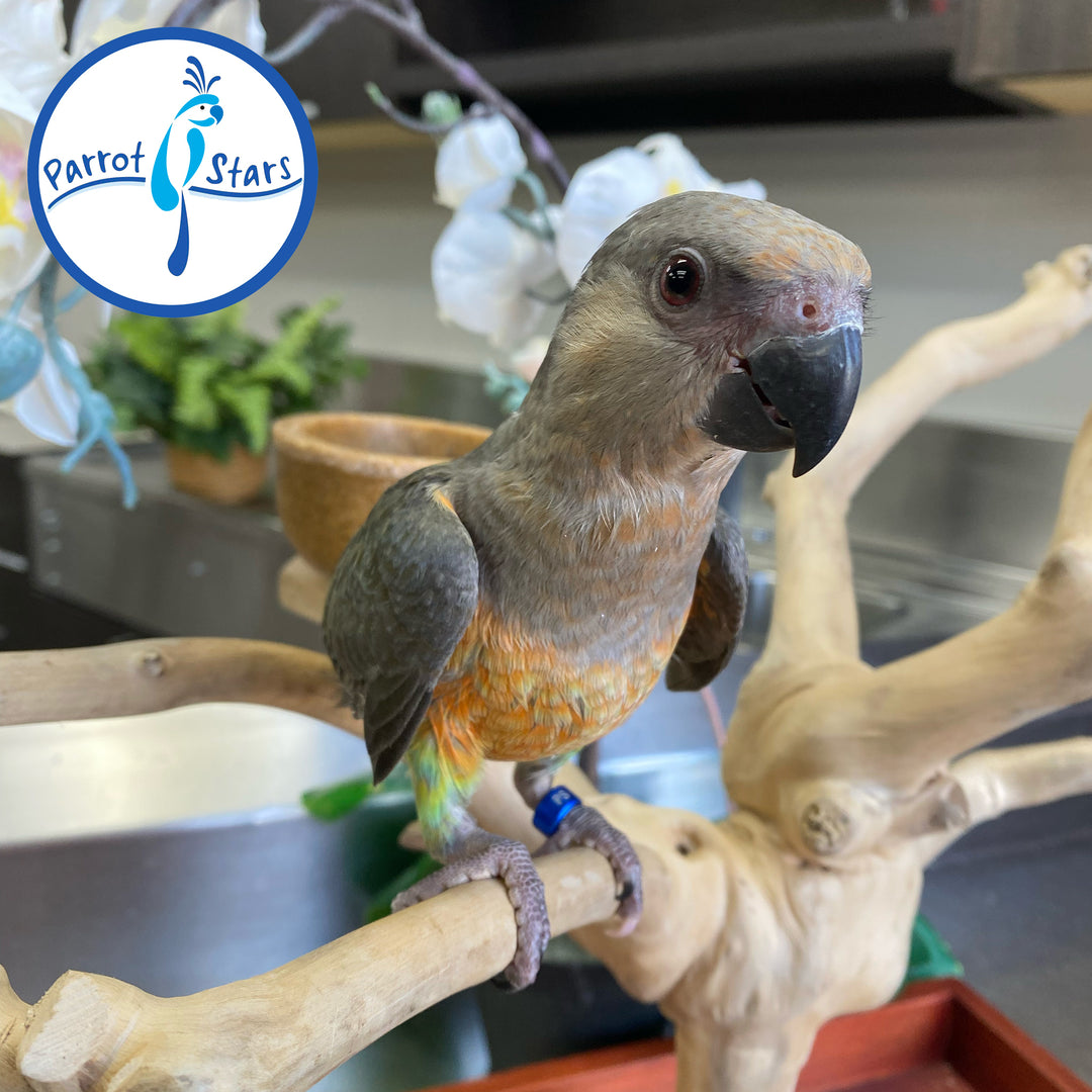 Red-Bellied Parrot - Female #PS7193