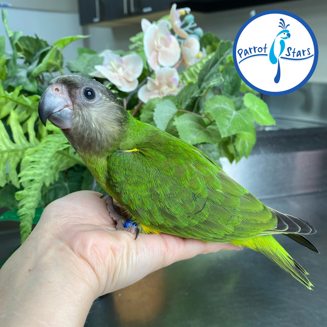 Senegal Parrot - Female #PS7195