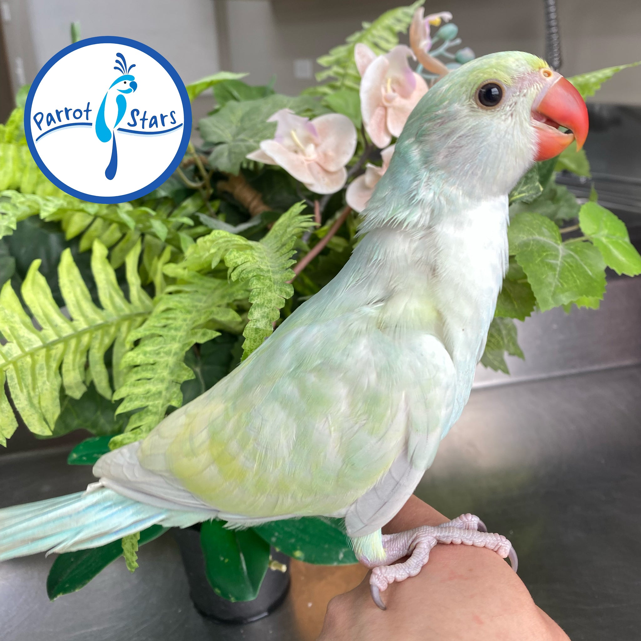 Asiatic – Parrot Stars