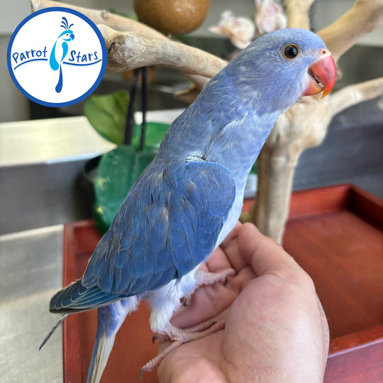 Indian Ringneck - Violet Clear Tail - Female #PS7198