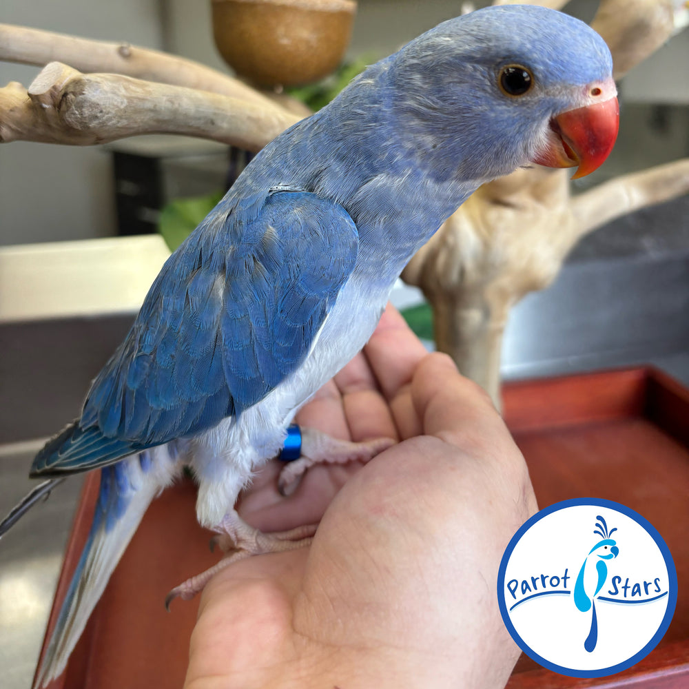 Indian Ringneck - Violet Clear Tail - Female #PS7198