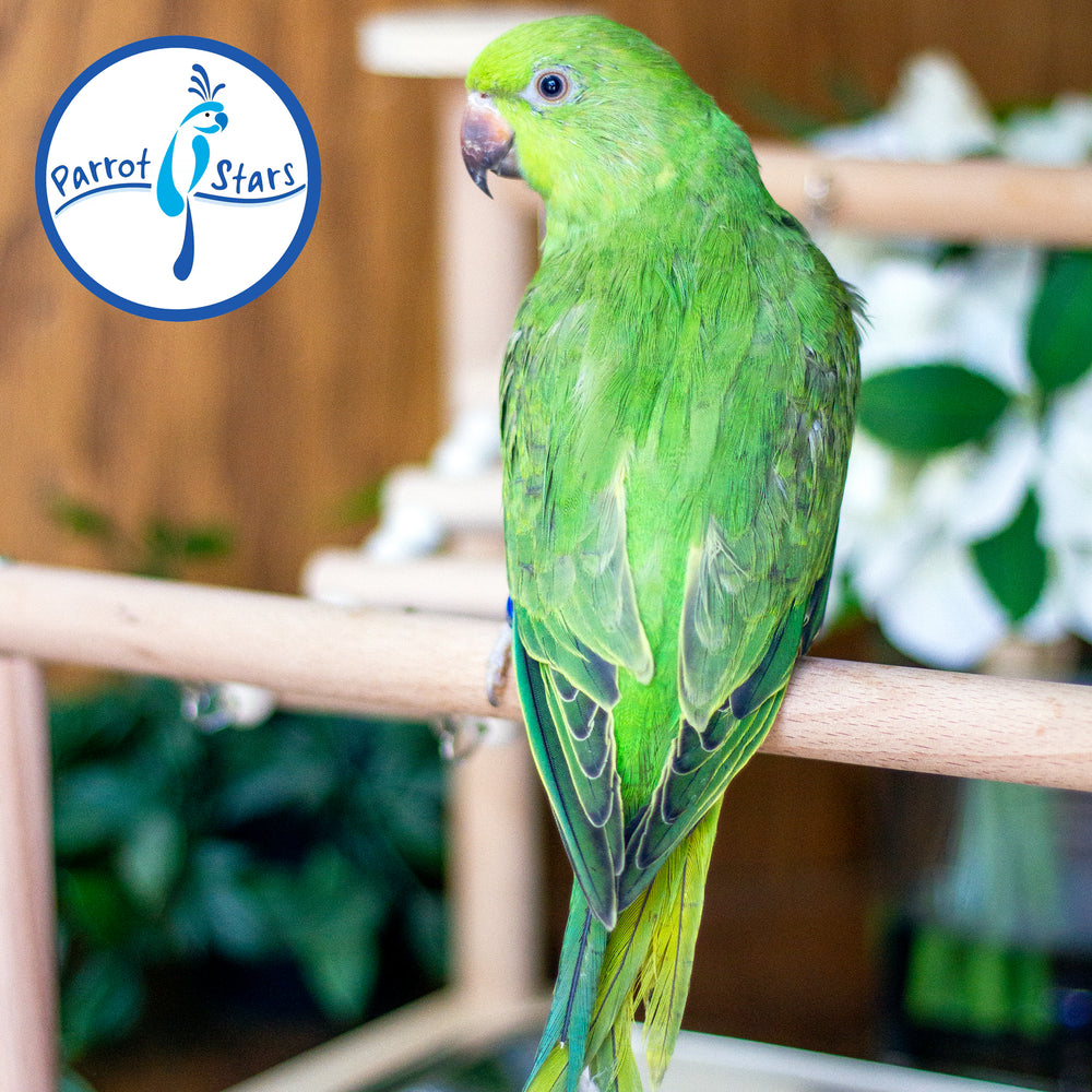African Ringneck Parakeet - Female #PS7231