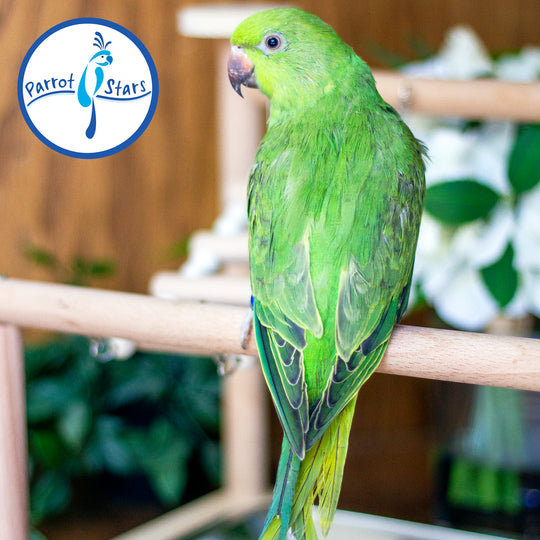 African Ringneck Parakeet - Female #PS7231